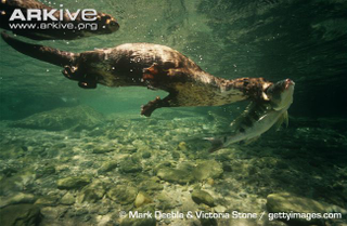 Illustration for article titled Monday Mustelid - Hydrictis maculicollis Edition